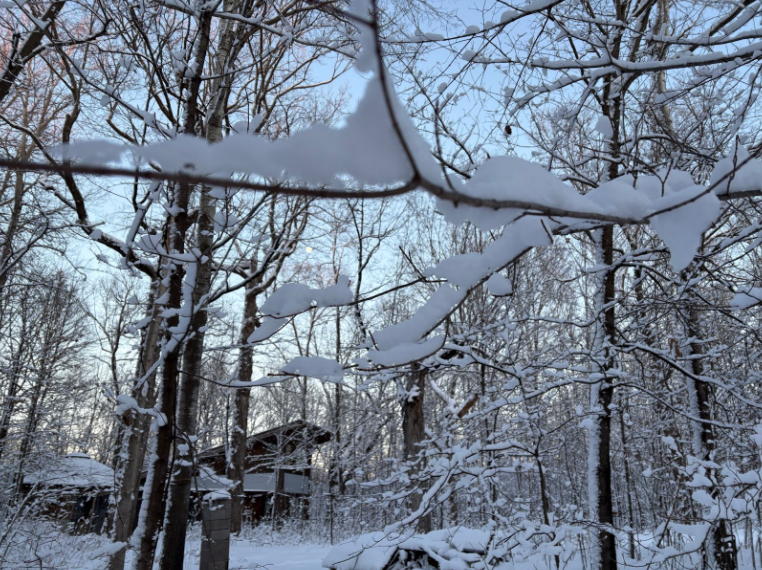 Snowy Forest in Western Wisconsin